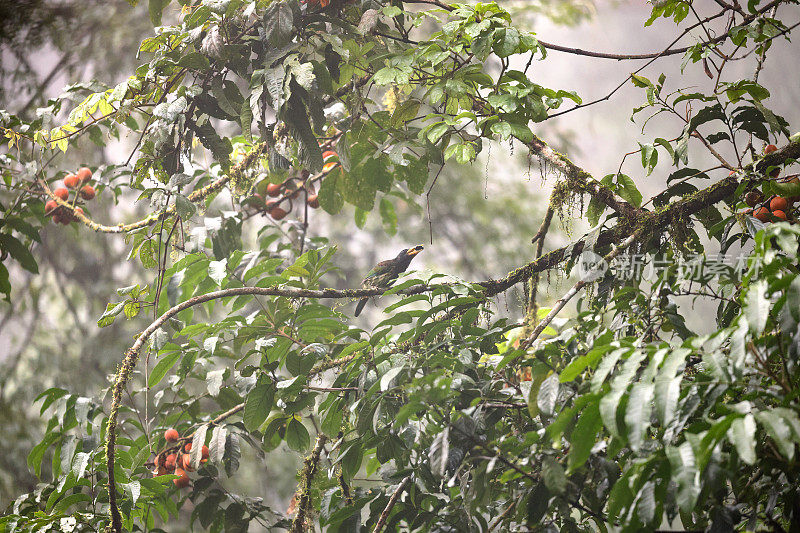 Barbet鸟:成年大Barbet (Psilopogon virens)。
